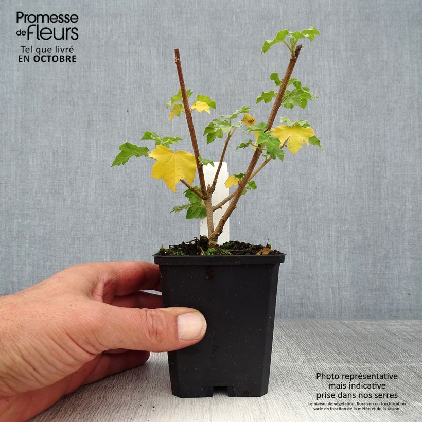 Exemplar von Lavatera maritima - Mittelmeer-Strauchmalve Kleine Töpfe von 8/9 cm wie im Herbst geliefert