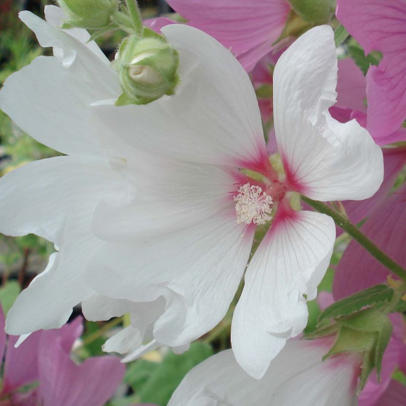 Buschmalve Blushing Bride - Lavatera (Blüte)