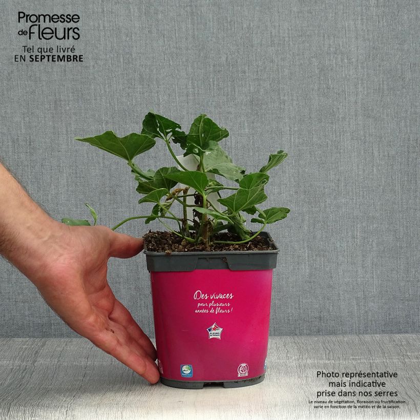 Exemplar von Lavatera olbia Rosea - Strauchpappel Topf mit 2L/3L wie im Herbst geliefert