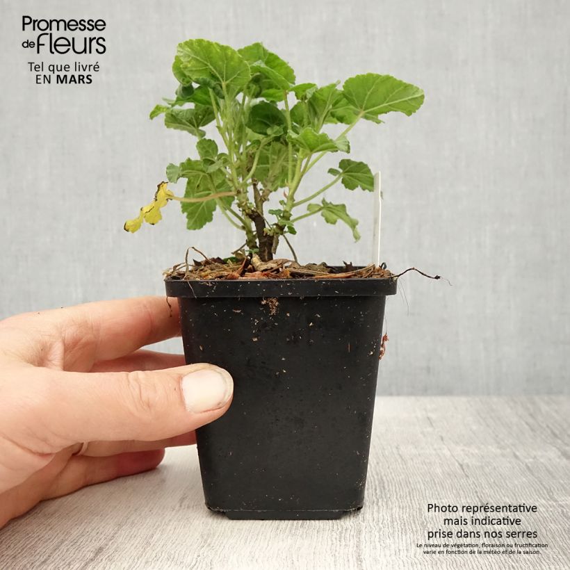 Exemplar von Buschmalve Burgundy Wine - Lavatera Kleine Töpfe von 8/9 cm wie im Frühjahr geliefert