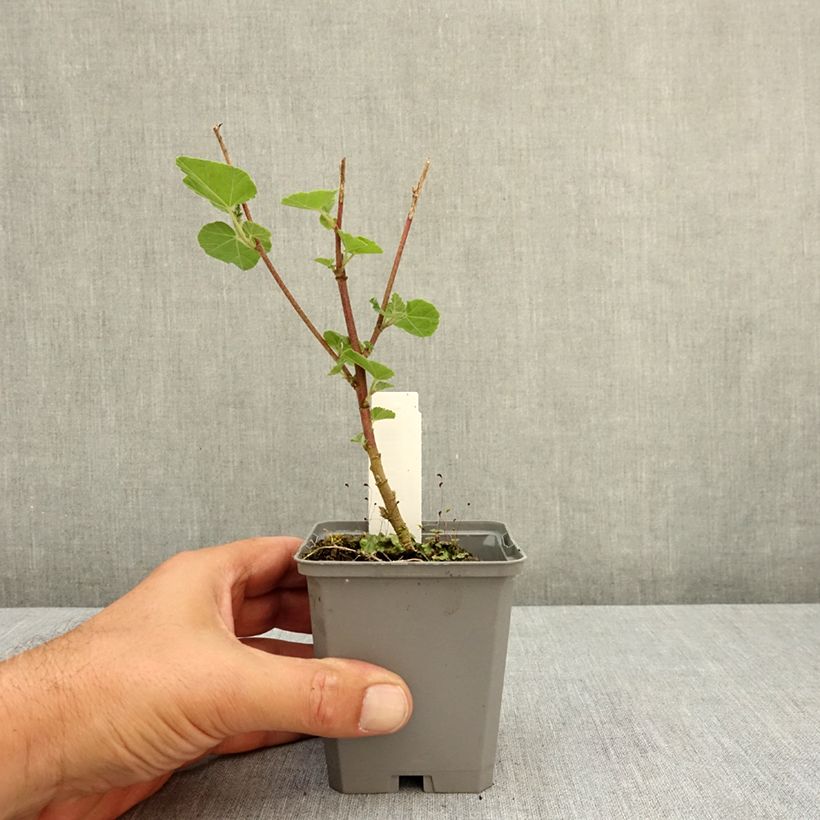 Exemplar von Lavatera thuringiaca Bredon Springs - Strauchpappel Kleine Töpfe von 8/9 cm wie im Sommer geliefert