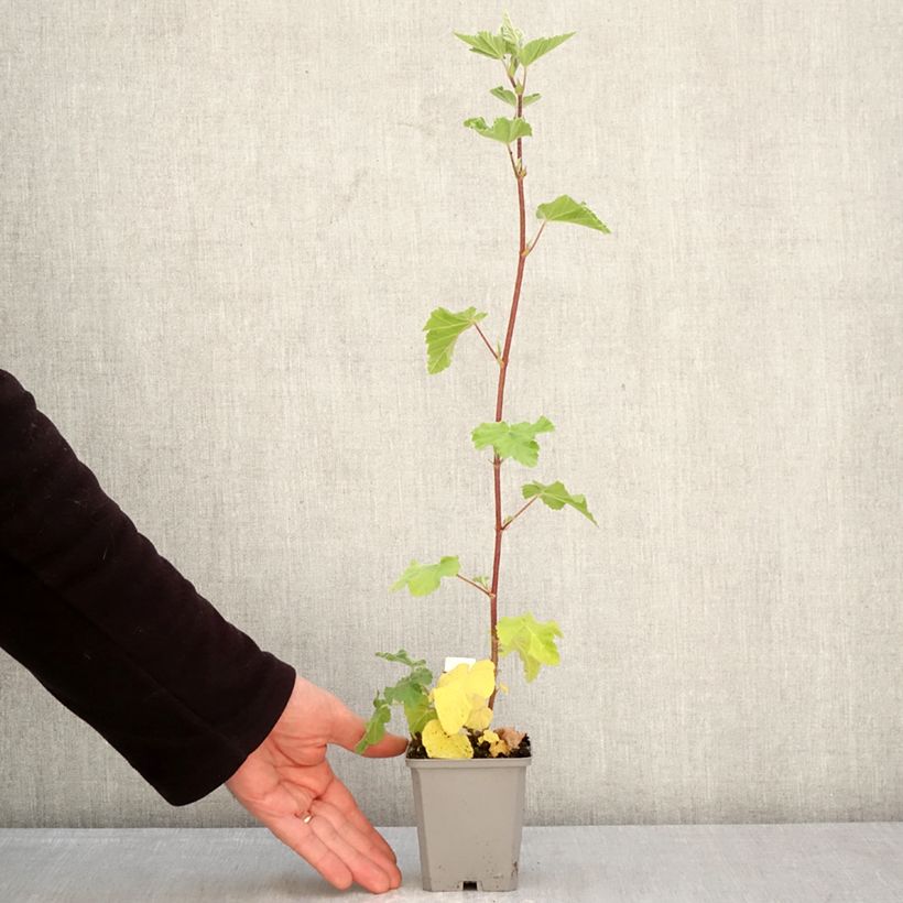 Exemplar von Lavatera thuringiaca Bredon Springs - Strauchpappel Kleine Töpfe von 8/9 cm wie im Frühjahr geliefert