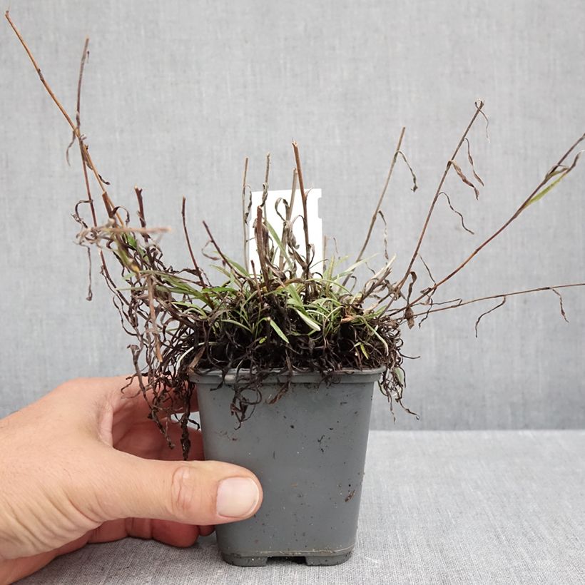 Exemplar von Alpen-Edelweiß Mont Blanc - Leontopodium alpinum Kleine Töpfe von 8/9 cm wie im Herbst geliefert