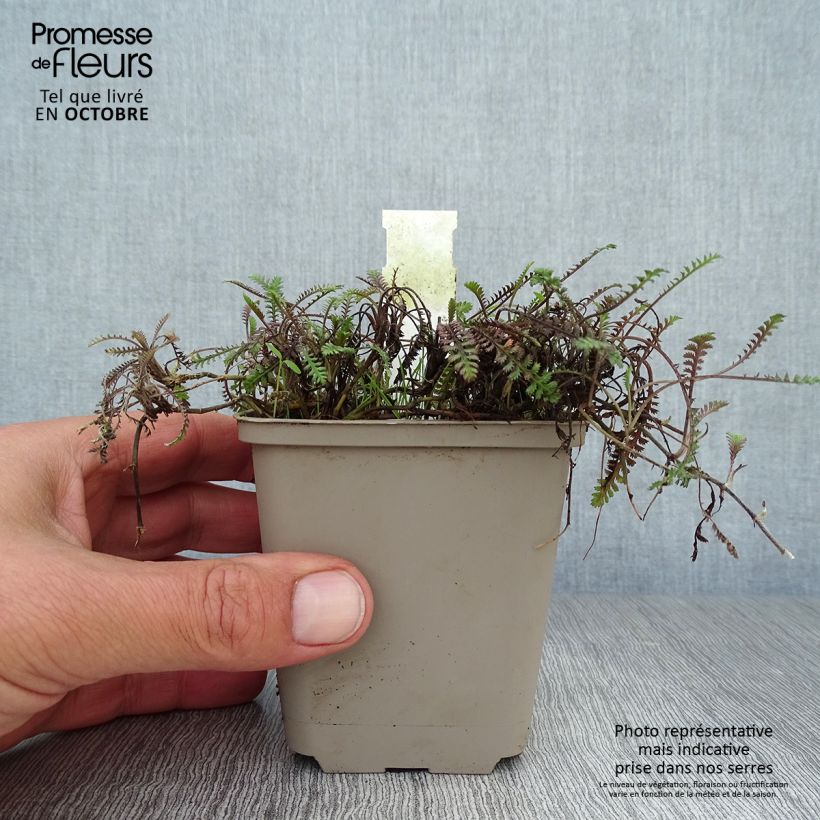 Exemplar von Leptinella squalida Platt's Black - Fiederpolster Kleine Töpfe von 8/9 cm wie im Herbst geliefert