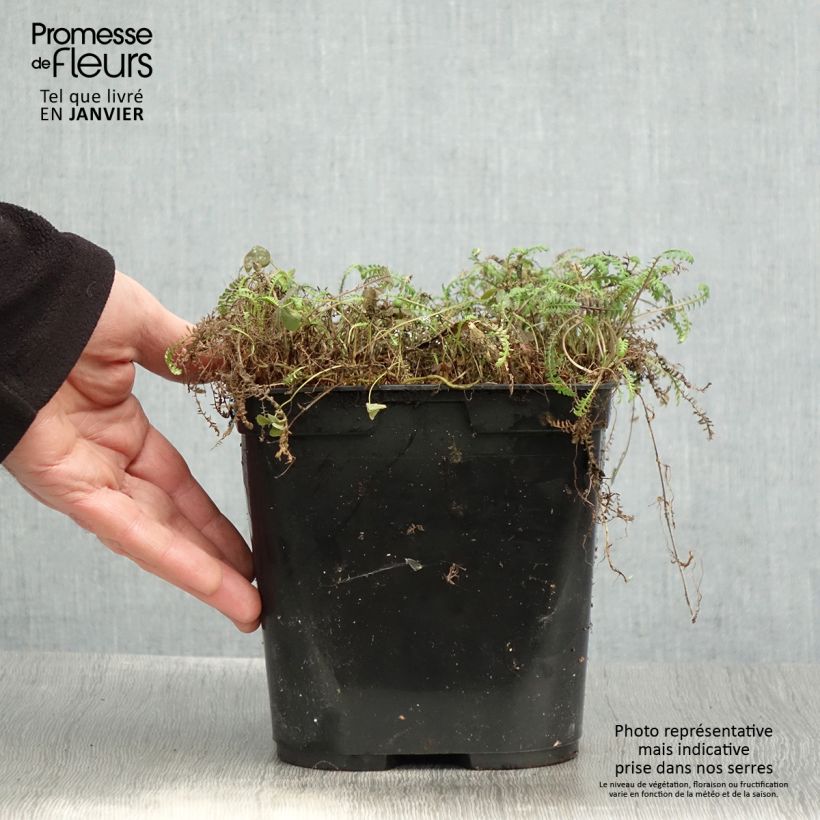 Exemplar von Leptinella squalida Platt's Black - Fiederpolster Topf mit 3L/4L wie im Winter geliefert