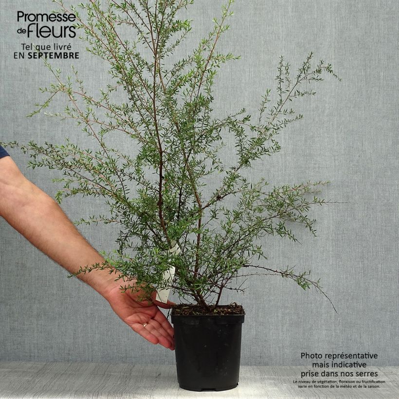Exemplar von Leptospermum scoparium Coral candy - Steinsame Topf mit 2L/3L wie im Herbst geliefert