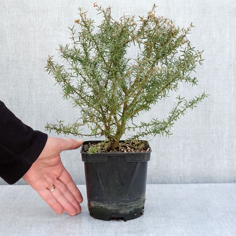 Exemplar von Leptospermum scoparium Apple blossom - Steinsame Topf mit 2L/3L wie im Frühjahr geliefert