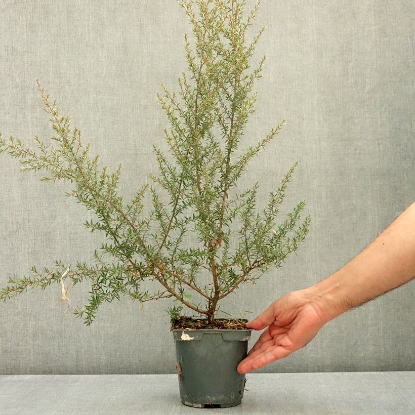 Exemplar von Leptospermum scoparium Apple blossom - Steinsame Topf mit 2L/3L wie im Sommer geliefert