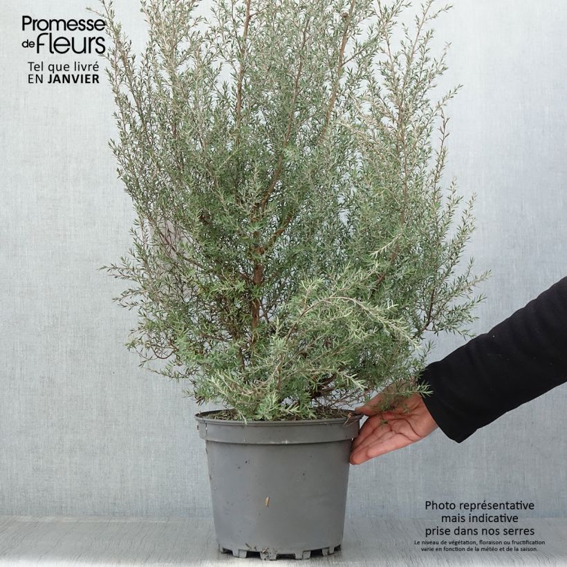 Exemplar von Leptospermum scoparium Martini - Steinsame Topf mit 7,5L/10L wie im Winter geliefert