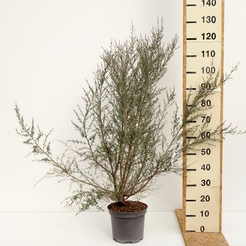 Exemplar von Leptospermum scoparium Martini - Steinsame Topf mit 7,5L/10L wie im Sommer geliefert