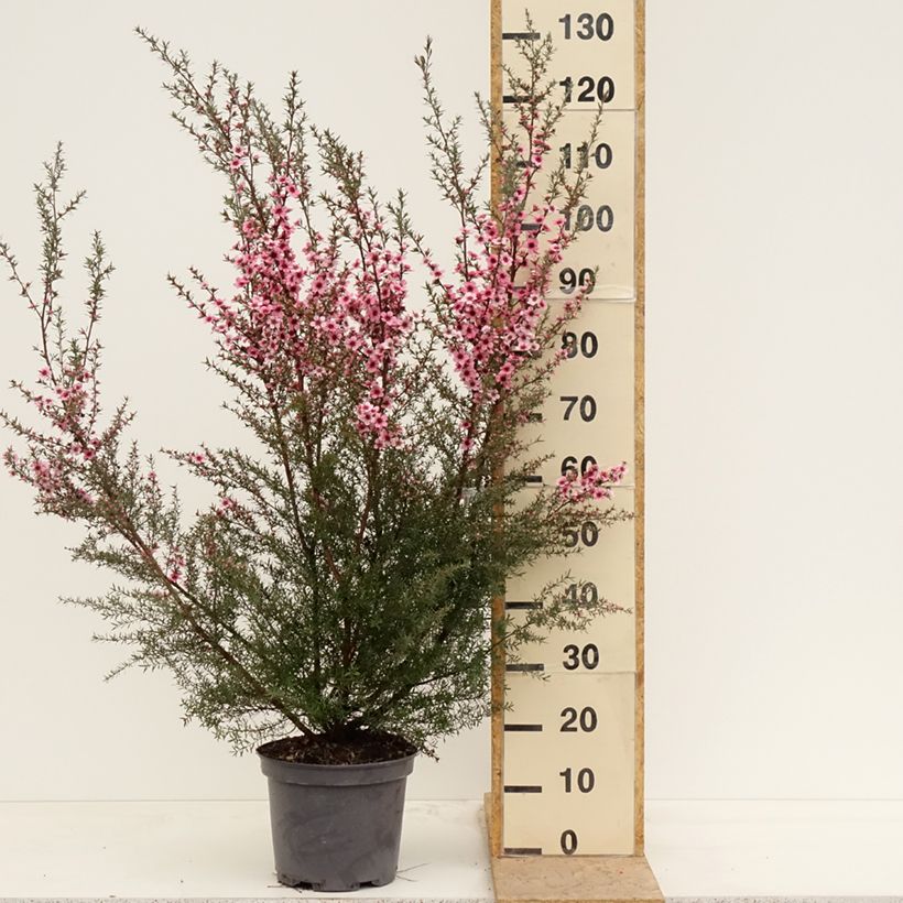 Exemplar von Leptospermum scoparium Martini - Steinsame Topf mit 7,5L/10L wie im Frühjahr geliefert