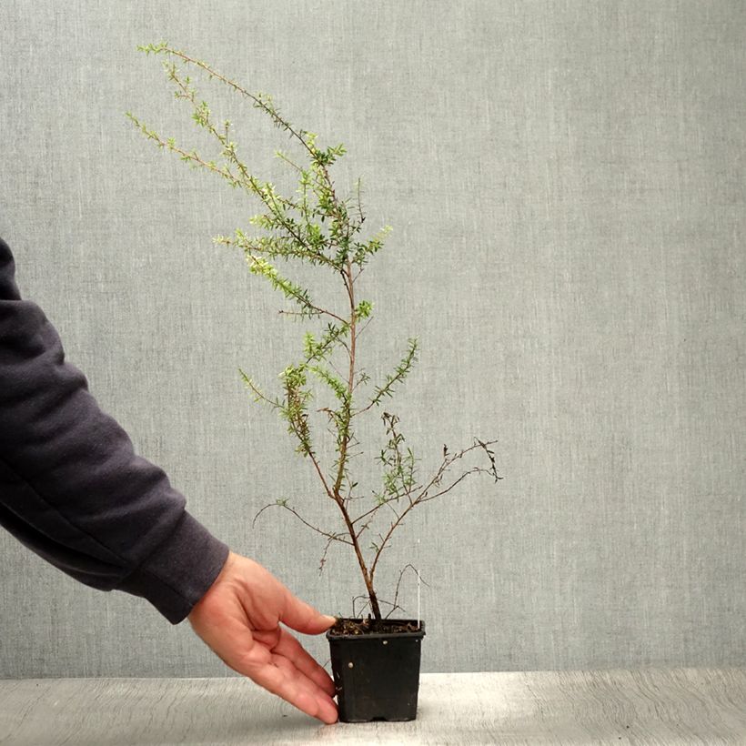 Exemplar von Leptospermum scoparium Snow Flurry - Steinsame Kleine Töpfe von 8/9 cm wie im Sommer geliefert