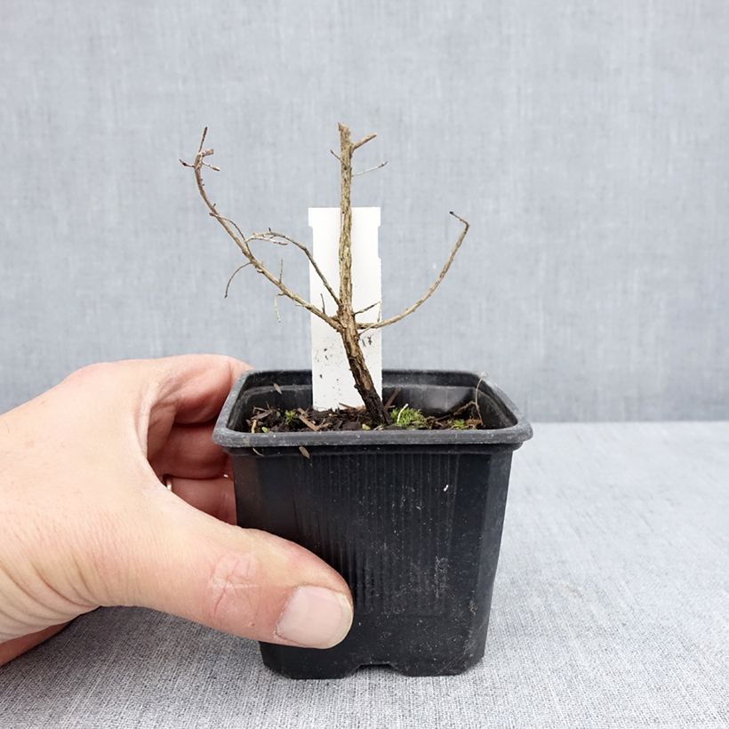 Exemplar von Leptospermum scoparium Snow Flurry - Steinsame Kleine Töpfe von 8/9 cm wie im Frühjahr geliefert