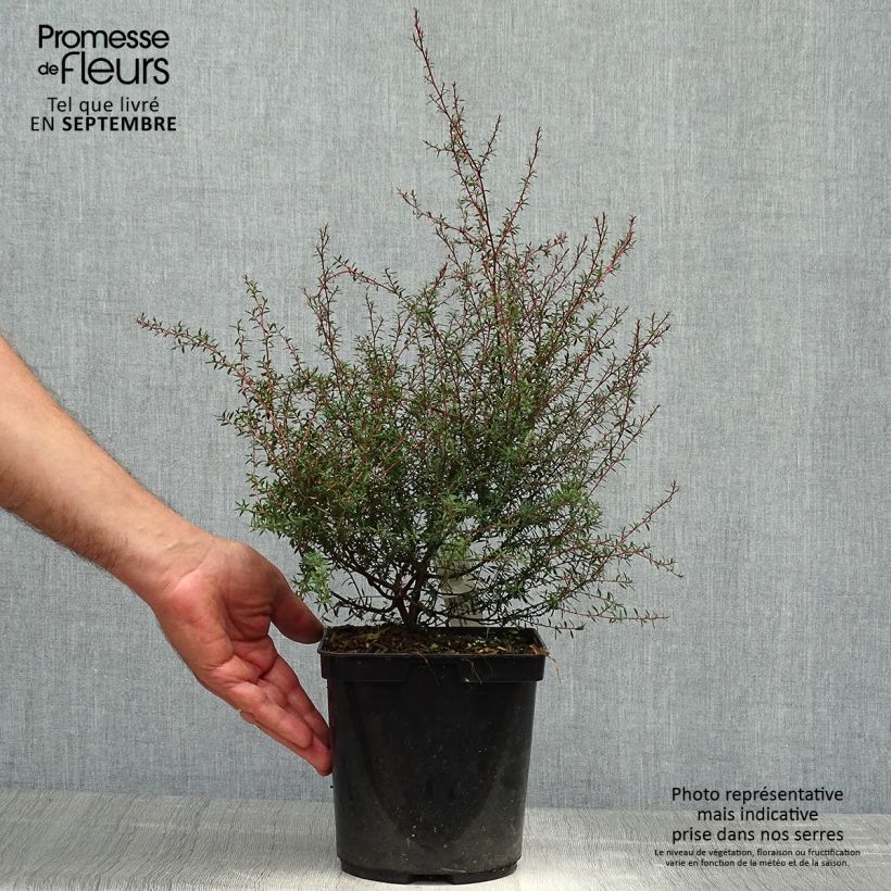 Exemplar von Leptospermum scoparium Wiri Kerry - Steinsame Topf mit 2L/3L wie im Herbst geliefert