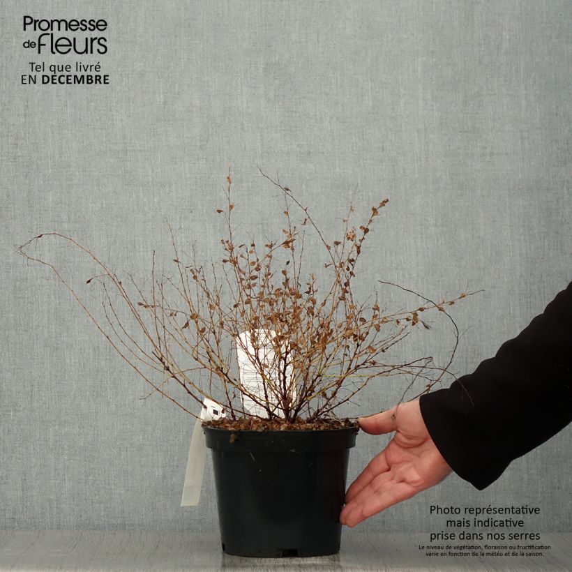 Exemplar von Lespedeza bicolor Yakushima - Buschklee Topf mit 3L/4L wie im Herbst geliefert