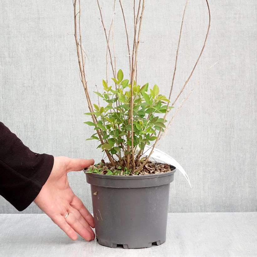 Exemplar von Lespedeza liukiuensis Little Volcano - Buschklee Topf mit 3L/4L wie im Herbst geliefert