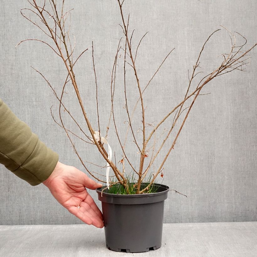 Exemplar von Lespedeza liukiuensis Little Volcano - Buschklee Topf mit 3L/4L wie im Winter geliefert