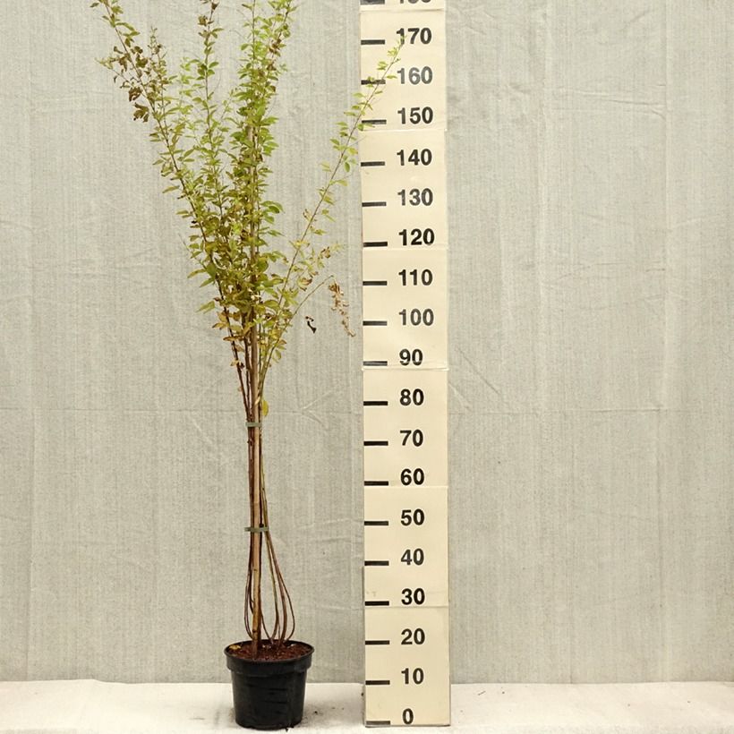 Exemplar von Lespedeza thunbergii Edo-Shibori - Thunbergs Buschklee Topf mit 3L/4L wie im Herbst geliefert