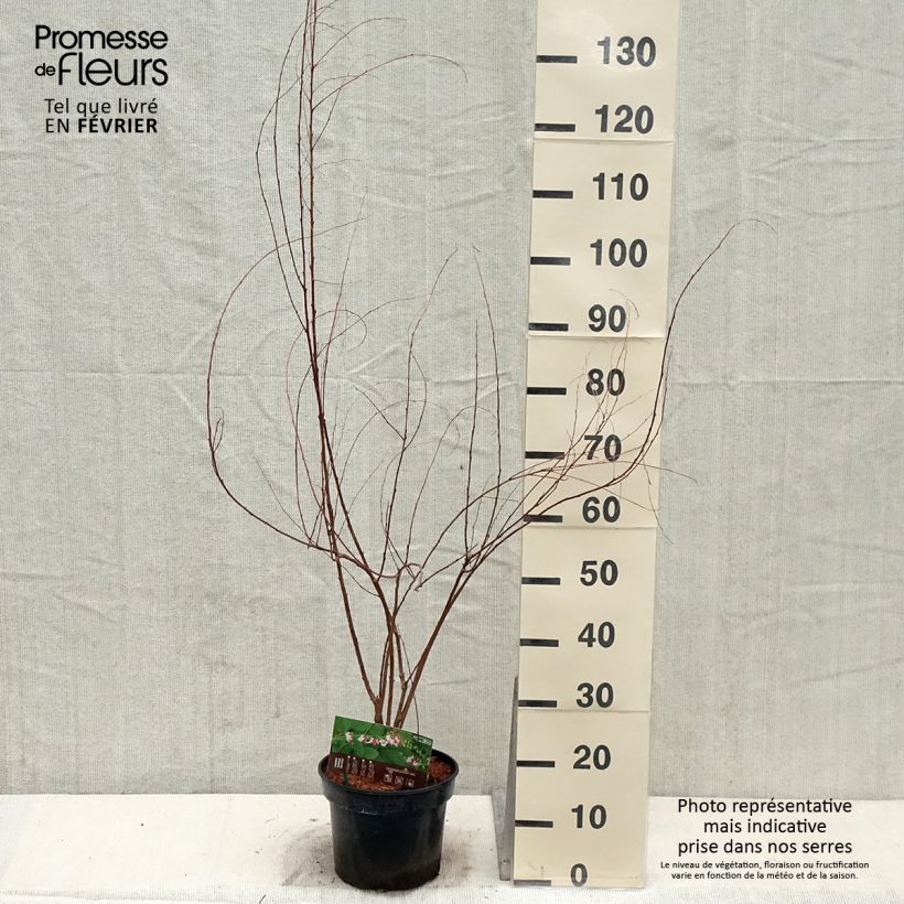 Exemplar von Lespedeza thunbergii Edo-Shibori - Thunbergs Buschklee Topf mit 3L/4L wie im Winter geliefert