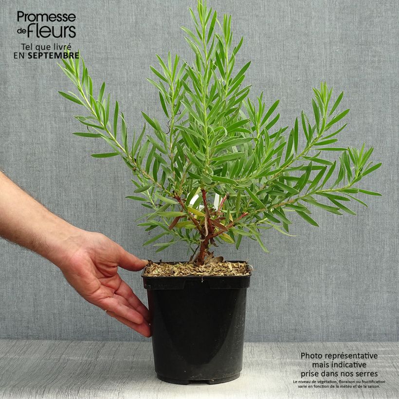 Exemplar von Leucadendron Inca Gold Topf mit 3L/4L wie im Herbst geliefert