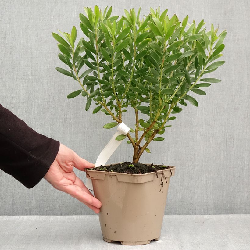 Exemplar von Leucadendron Safari Goldstrike Topf mit 3L/4L wie im Herbst geliefert