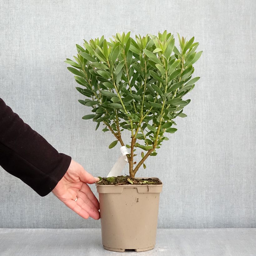 Exemplar von Leucadendron Safari Goldstrike Topf mit 3L/4L wie im Winter geliefert