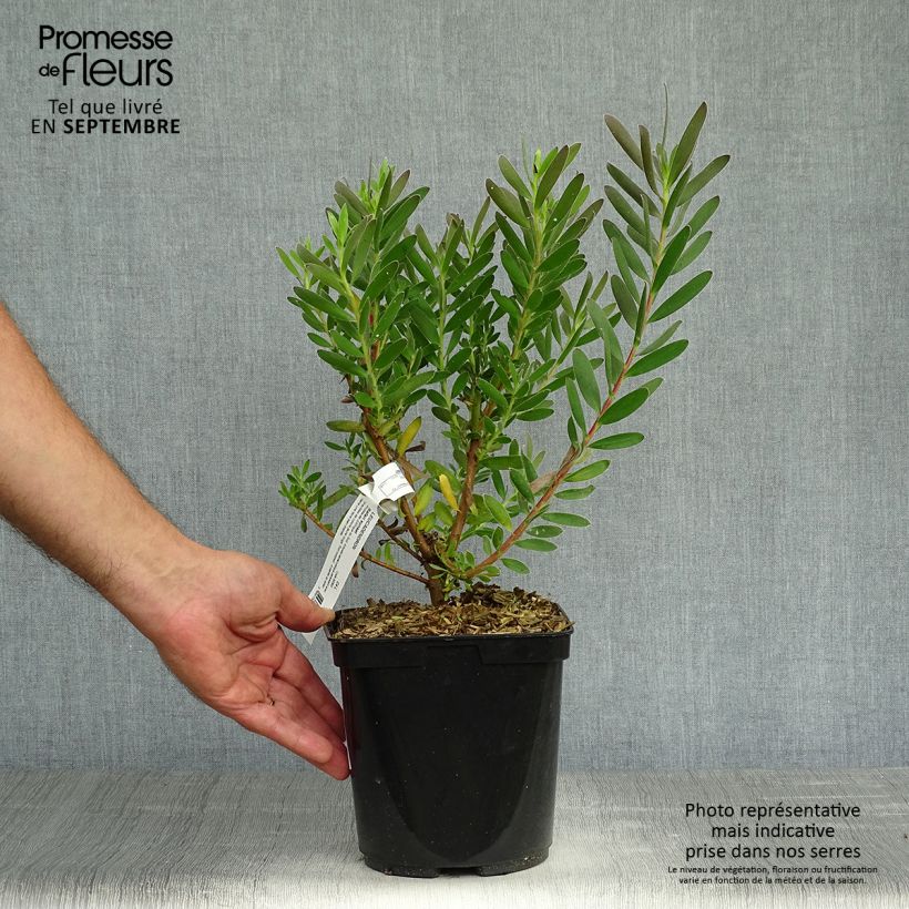 Exemplar von Leucadendron Safari Sunset Topf mit 3L/4L wie im Herbst geliefert