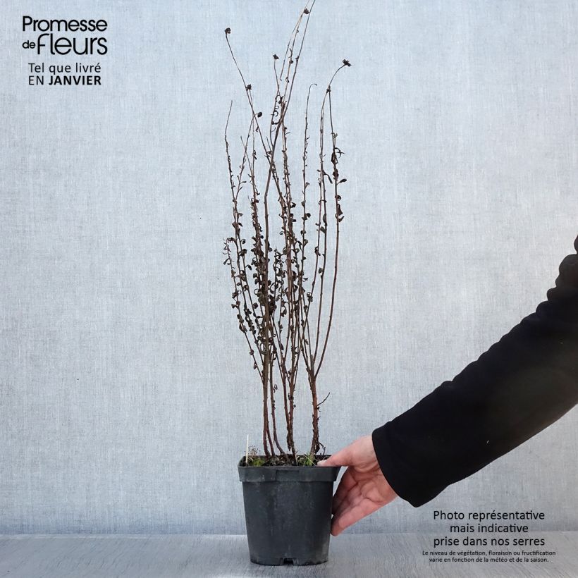 Exemplar von Leucanthemella serotina - Herbstmargerite Topf mit 2L/3L wie im Winter geliefert