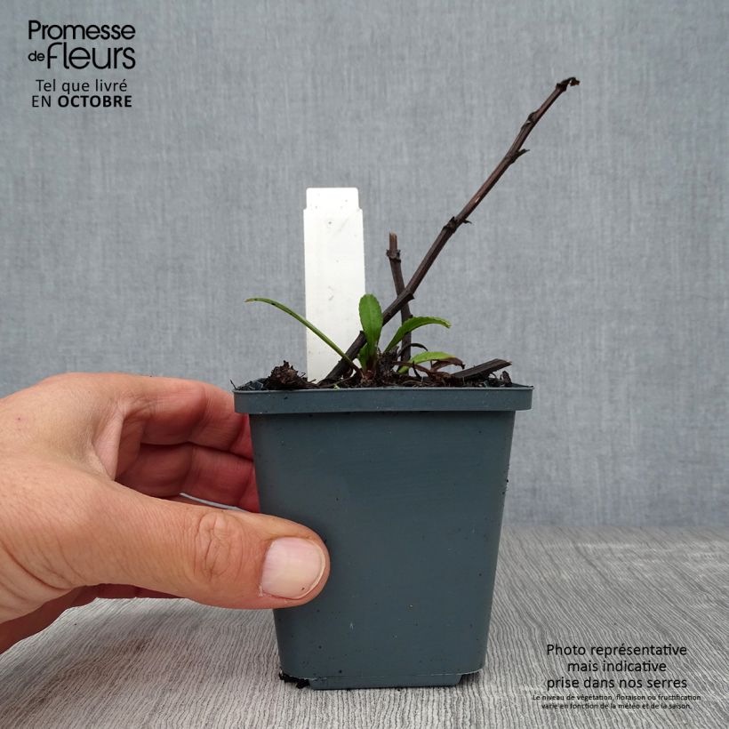 Exemplar von Großblumige Margerite Polaris - Leucanthemum Kleine Töpfe von 8/9 cm wie im Herbst geliefert