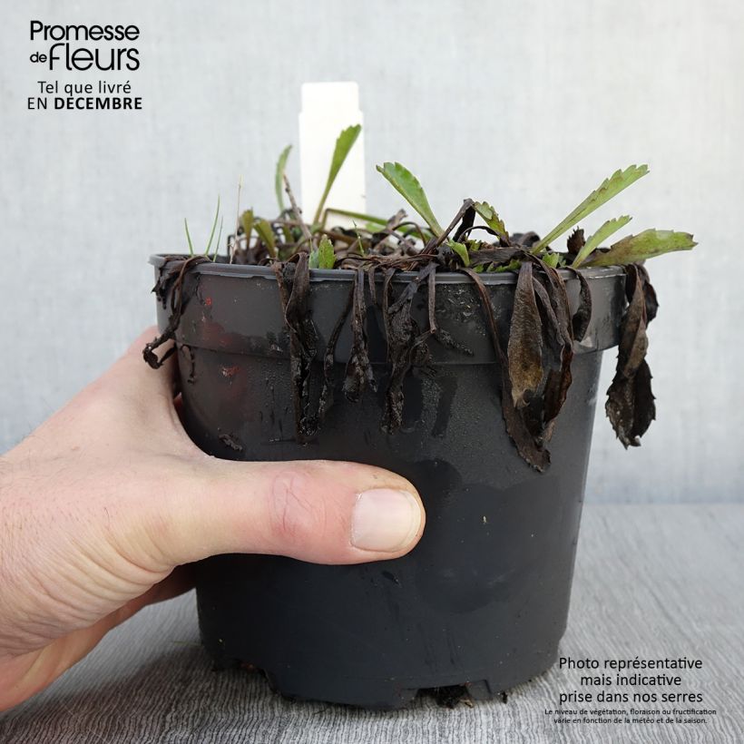 Exemplar von Großblumige Margerite Petite Princesse d'Argent - Leucanthemum Topf mit 2L/3L wie im Herbst geliefert
