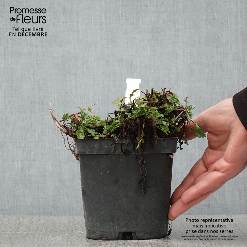 Exemplar von Großblumige Garten-Margerite Snow Lady - Leucanthemum Topf mit 2L/3L wie im Herbst geliefert