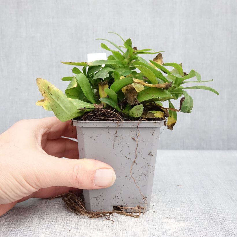 Exemplar von Großblumige Garten-Margerite Snow Lady - Leucanthemum Kleine Töpfe von 8/9 cm wie im Winter geliefert