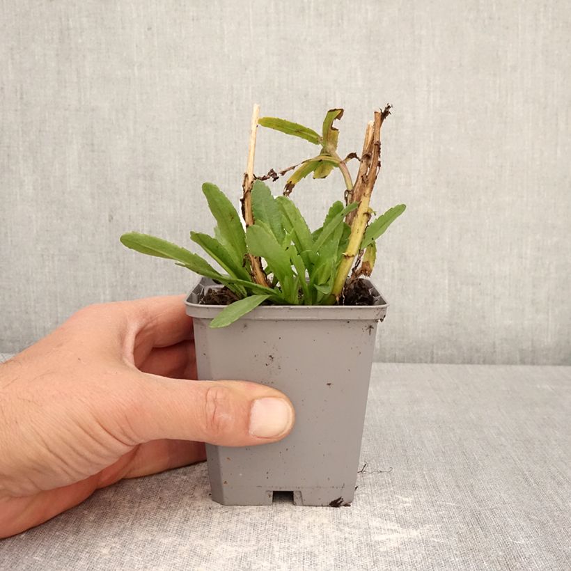 Exemplar von Großblumige Garten-Margerite Snow Lady - Leucanthemum Kleine Töpfe von 8/9 cm wie im Frühjahr geliefert