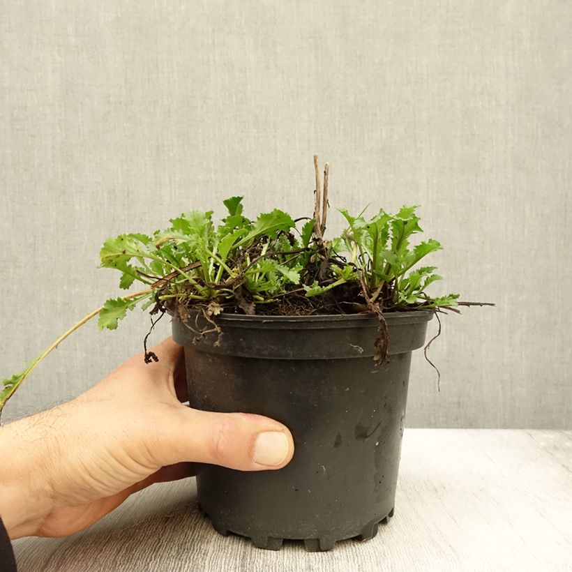 Exemplar von Großblumige Margerite Becky - Leucanthemum Topf mit 2L/3L wie im Herbst geliefert