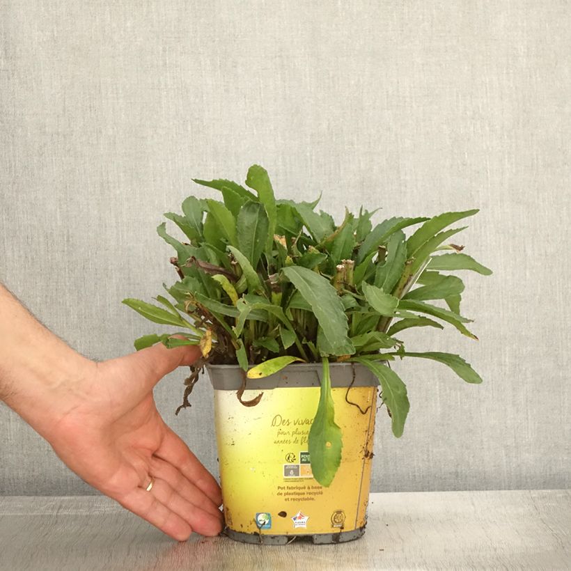 Exemplar von Großblumige Margerite Broadway lights - Leucanthemum Topf mit 2L/3L wie im Herbst geliefert