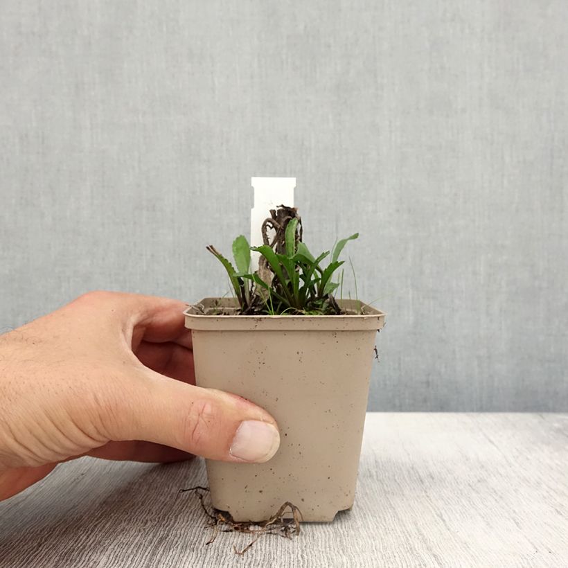 Exemplar von Großblumige Margerite Luna - Leucanthemum Kleine Töpfe von 8/9 cm wie im Herbst geliefert