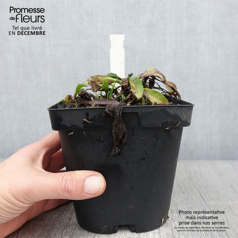 Exemplar von Großblumige Margerite Wirral Supreme - Leucanthemum Topf mit 2L/3L wie im Herbst geliefert