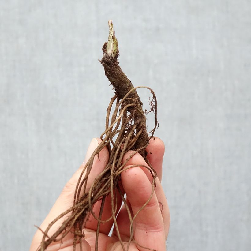 Exemplar von Großblumige Margerite Wirral Supreme - Leucanthemum Wurzelnackt wie im Winter geliefert