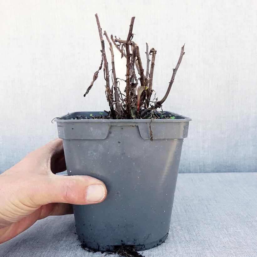 Exemplar von Großblumige Margerite Victorian Secret - Leucanthemum Topf mit 2L/3L wie im Frühjahr geliefert