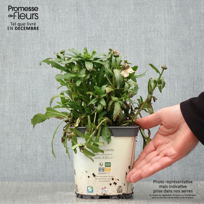 Exemplar von Magerwiesen-Margerite - Leucanthemum vulgare Topf mit 2L/3L wie im Herbst geliefert