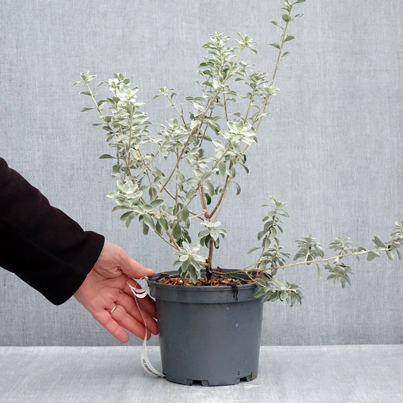 Exemplar von Leucophyllum frutescens - Texas-Silberblatt Topf mit 3L/4L wie im Herbst geliefert