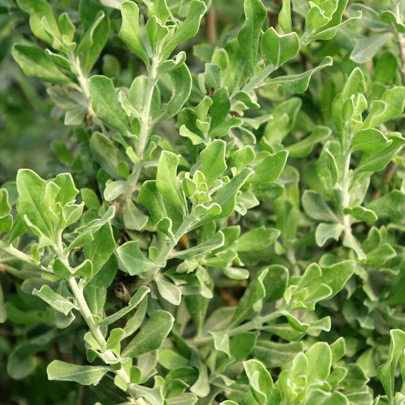 Leucophyllum langmaniae - Texas-Silberblatt (Laub)