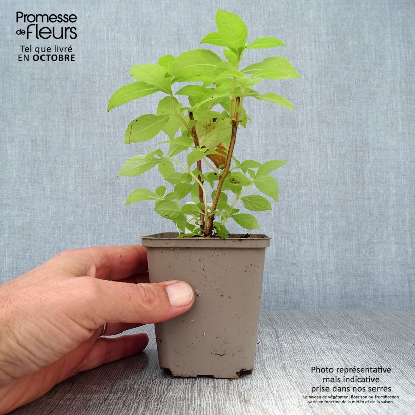 Exemplar von Leucosceptrum japonicum Golden Angel Kleine Töpfe von 8/9 cm wie im Herbst geliefert