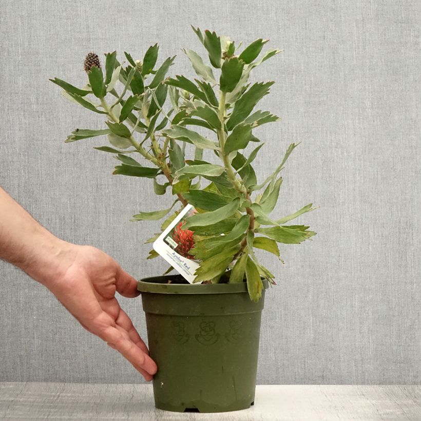 Exemplar von Leucospermum Ayoba Red - Gärtnerprotee Topf mit 2L/3L wie im Sommer geliefert