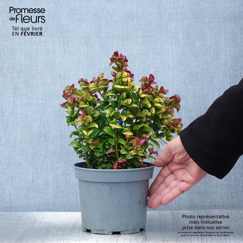 Exemplar von Traubenheide Curly Gold - Leucothoe axillaris Topf mit 2L/3L wie im Winter geliefert