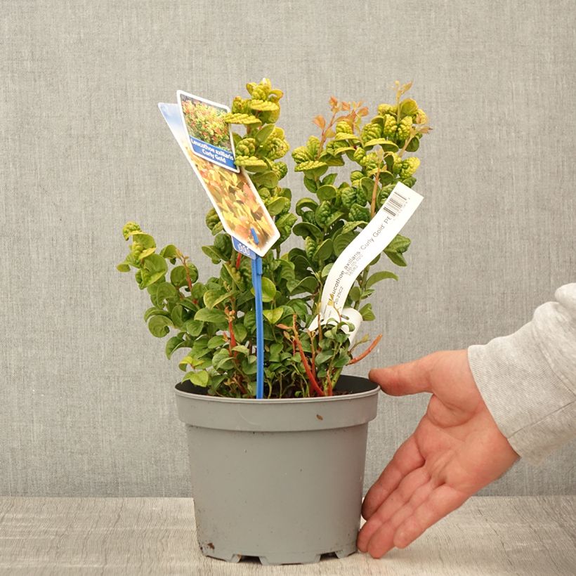 Exemplar von Traubenheide Curly Gold - Leucothoe axillaris Topf mit 2L/3L wie im Frühjahr geliefert