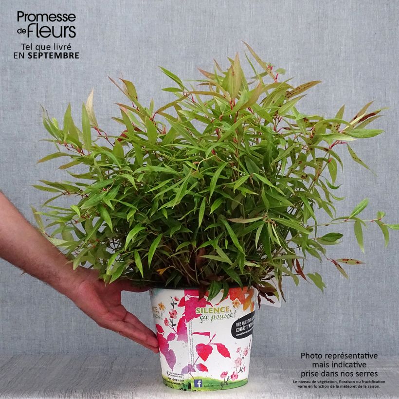 Exemplar von Traubenheide Red Lips - Leucothoe axillaris Topf mit 4L/5L wie im Herbst geliefert