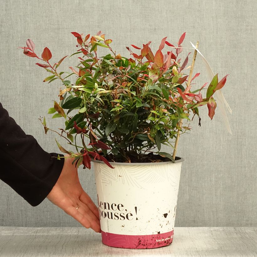 Exemplar von Traubenheide Color Diamond - Leucothoe fontanesiana Topf mit 4L/5L wie im Herbst geliefert