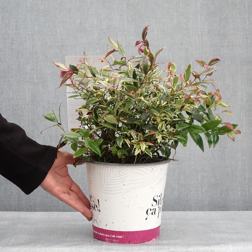 Exemplar von Traubenheide Color Diamond - Leucothoe fontanesiana Topf mit 4L/5L wie im Winter geliefert