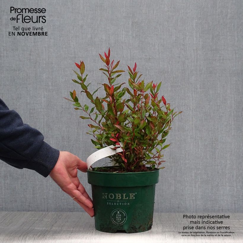 Exemplar von Traubenheide Little Flames - Leucothoe fontanesiana Topf mit 2L/3L wie im Herbst geliefert